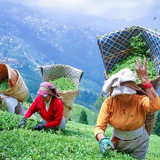 Darjeeling Tour 